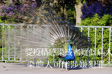 受疫情感染或者疑似病人拒絕治療還叫囂傳染他人可能涉嫌犯罪類型有哪些？